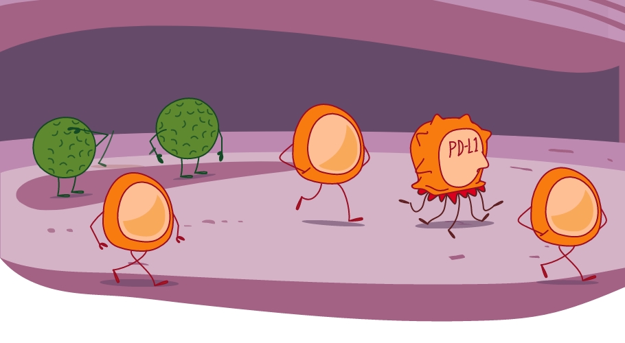 PD-L1 protein graphic